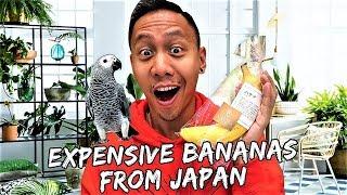 Giving my Bird Expensive Luxury Banana from Japan | Vlog #453