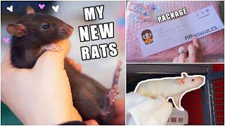 My New Pet Rats | The First Days | Hamster Package