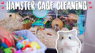 Hamster Cage Cleaning | Roborovski Hamster