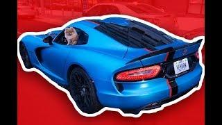 Dogs in Sports Cars - Fast Cars and Dogs Compilation