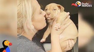 Tiniest Pit Bull Puppy Steals Her Foster Mom's Heart | Dodo Heroes