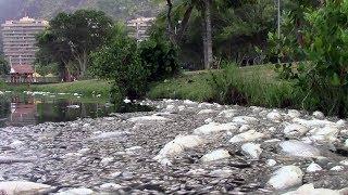 13 tonnes of fish found dead in luxury neighborhood in Rio lagoon