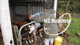 New Zealand Roadtrip EP. 7: Luxury Airbnb Farmstay