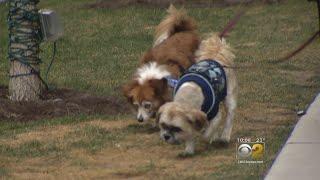 New Pet Policy At Luxury Apartment Building Asks For Dog DNA Samples