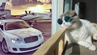 10 Luxury Cat Hotels That ACTUALLY Exist